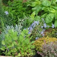Old Dominion Herb Society