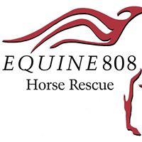 Equine 808 Horse Rescue Colorado