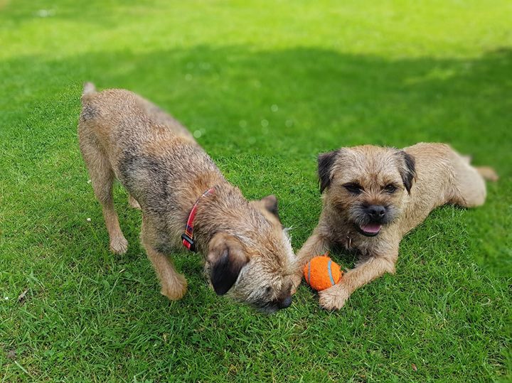 Resultado de imagen para border terrier in the park