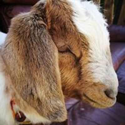 Lucky goat factory