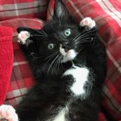 Save Our Strays