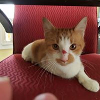 Kaydee's Promise Feline Rescue