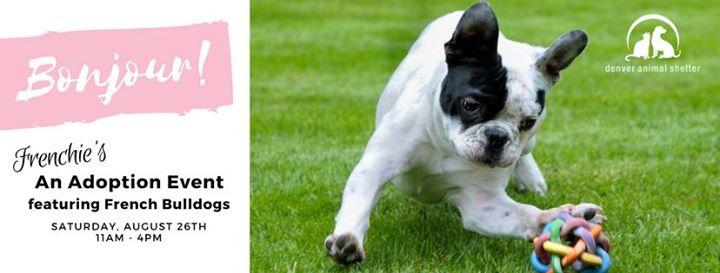 French Bulldog Adoption Event! at Denver Animal Shelter ...