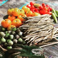 Sans Souci Community Garden