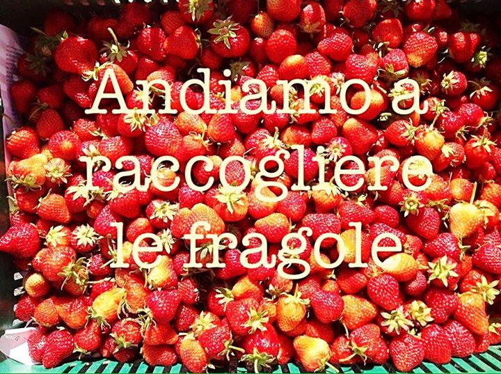 Eccoci Qua A Guardare Le Nuvole Su Un Tappeto Di Fragole At