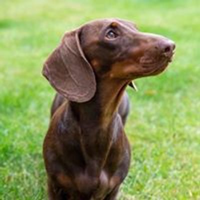 Perfectly Polite Dachshunds