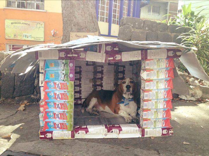 TALLER DE CONSTRUCCIÓN DE CASAS CON TETRAPACK PARA PERROS CALLEJEROS