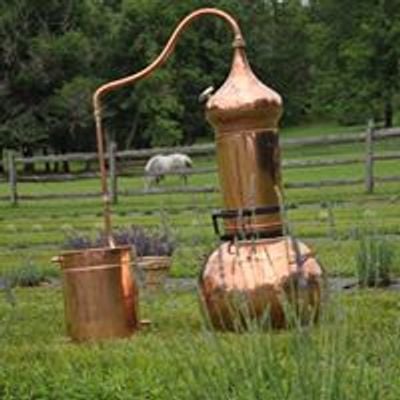 Mt Airy Lavender