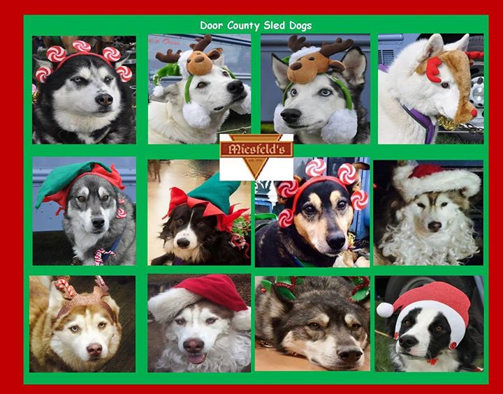 Meet The Door County Sled Dogs At Miesfelds In Sheboygan Sheboygan