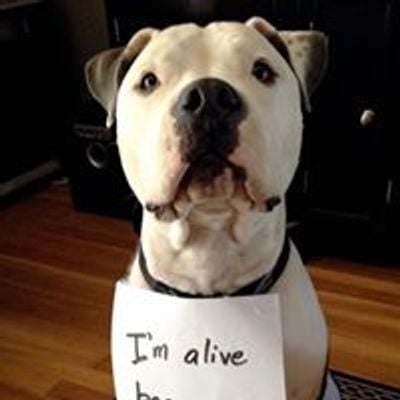 Rescue Pets Serving Vets