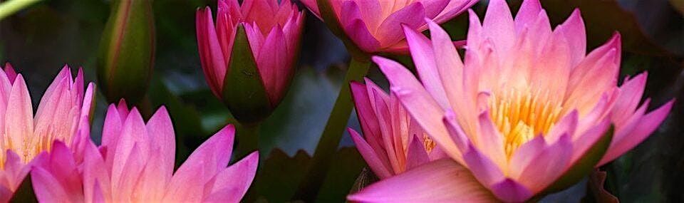 Meditation in the Park, 13 December | Event in El Cerrito | AllEvents