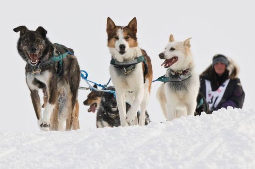 Nh6 U9lekg94lm iditarod 2021 calendar