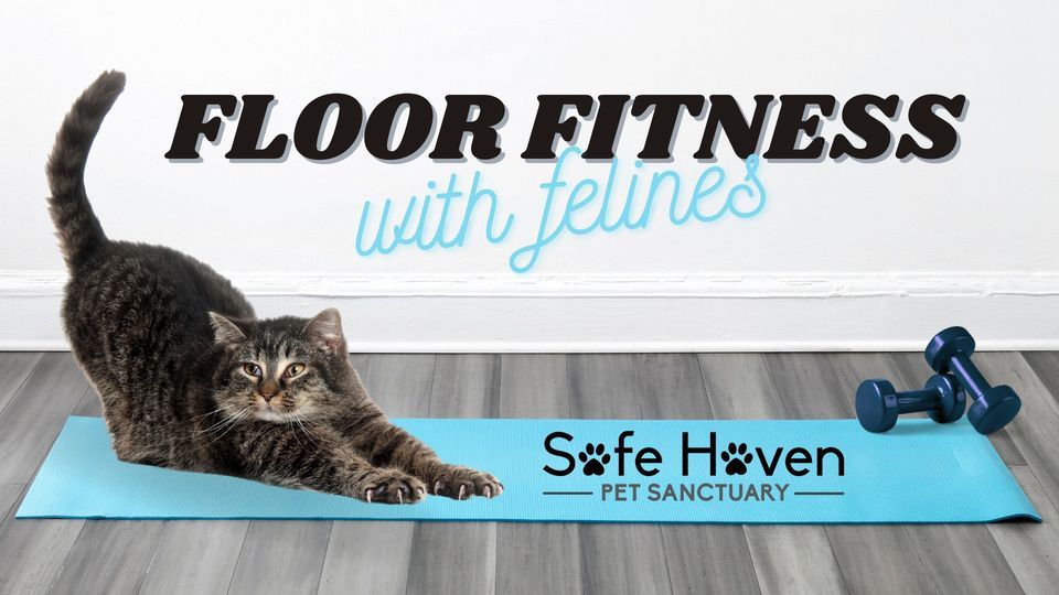 Floor Fitness with Felines, Safe Haven Pet Sanctuary, Green Bay, August