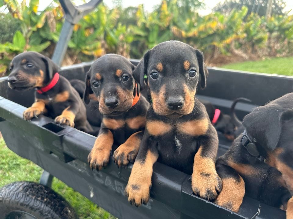 Doberman Puppy Meet & Greet!, Azalea Park, Orlando, Florida, January 28