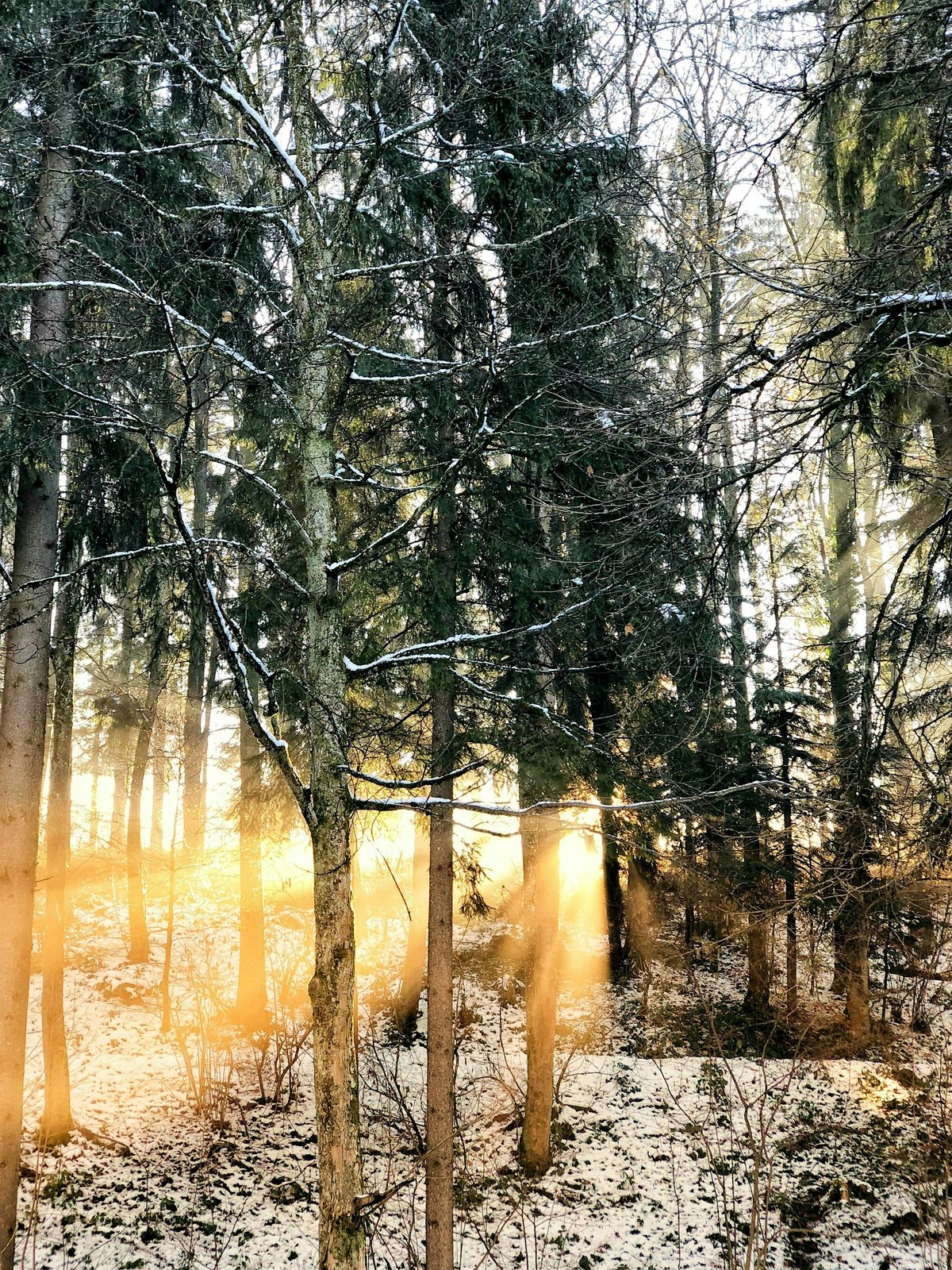 Winter Solstice Introduction to Forest Bathing Walk, 21 December | Event in Crisfield | AllEvents