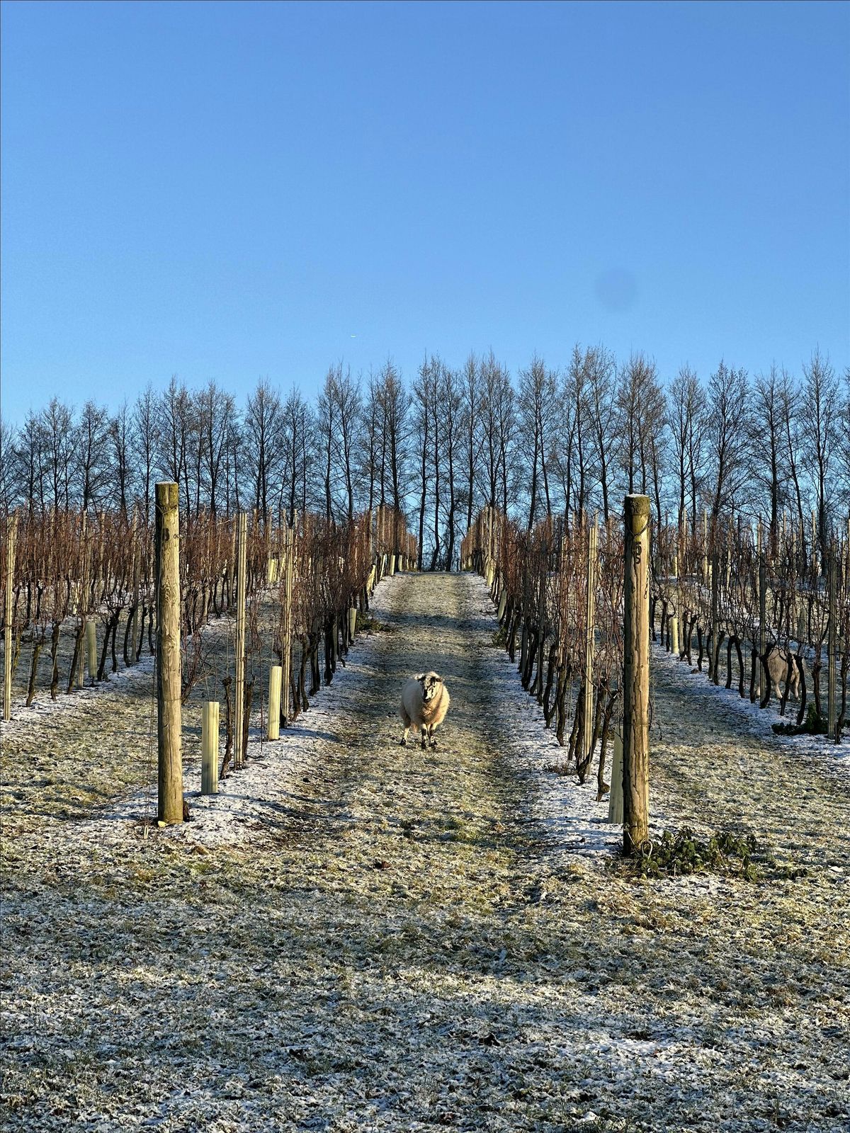Festive Vineyard Walk, Tour + Tasting