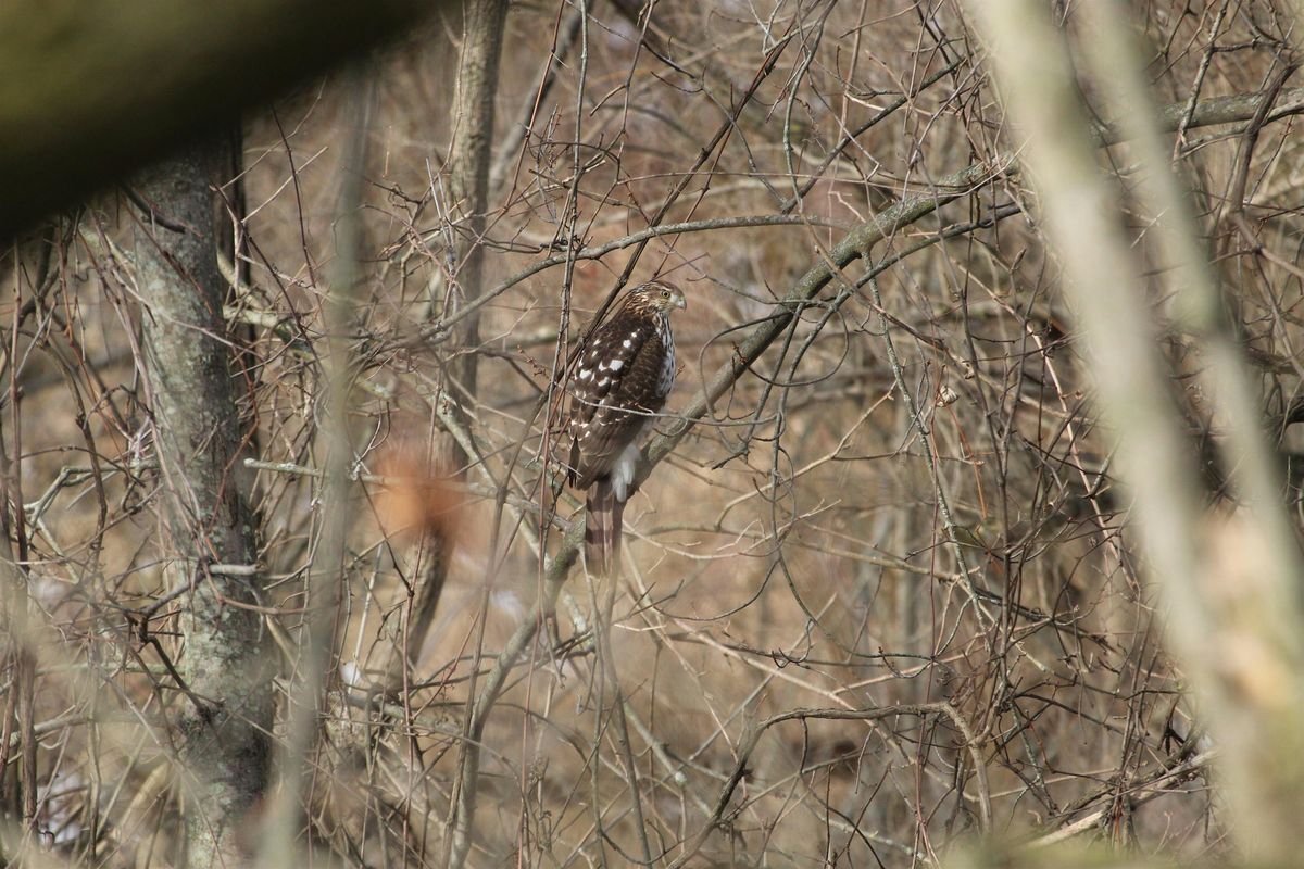 Raptors of Ontario, 6 December | Event in Toronto | AllEvents