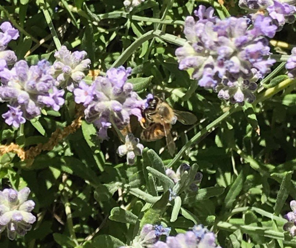 How to Grow a Pollinator Garden from Seeds, Fresno County Woodward Park