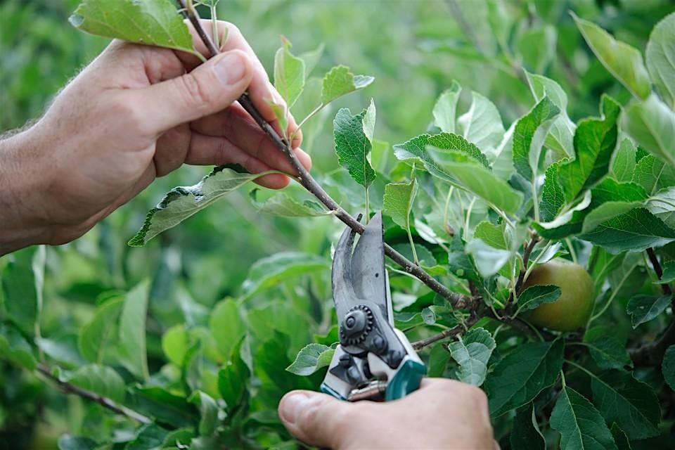Summer Fruit Tree Pruning, 22 August | Event in Victoria | AllEvents