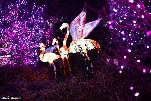 2020 Members Preview Night Pnc Festival Of Lights Cincinnati Zoo Botanical Garden 19 November