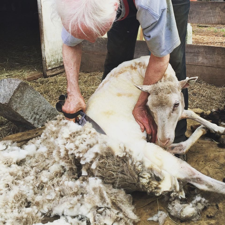Sheep Shearing Day Donker Farm Worcester June 3 2023 AllEvents in sheep-shearing-day-donker-farm-worcester-june-3-2023-allevents-in