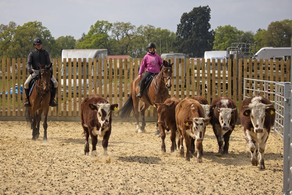 Novice Horse Cattle Camp, Loddon Court Farm, Reading, May 6 to May 8