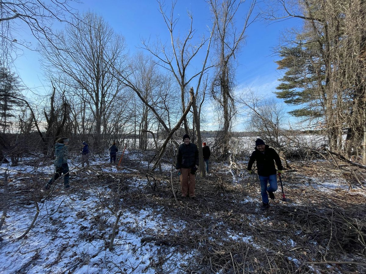 Volunteer Invasive Plant Management at Botume House, 17 January | Event in Stoneham | AllEvents