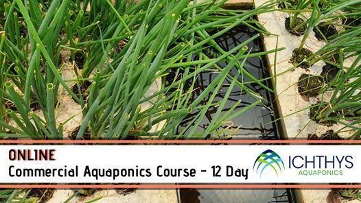 Online Commercial Aquaponics Training 12 Days At Online Pretoria