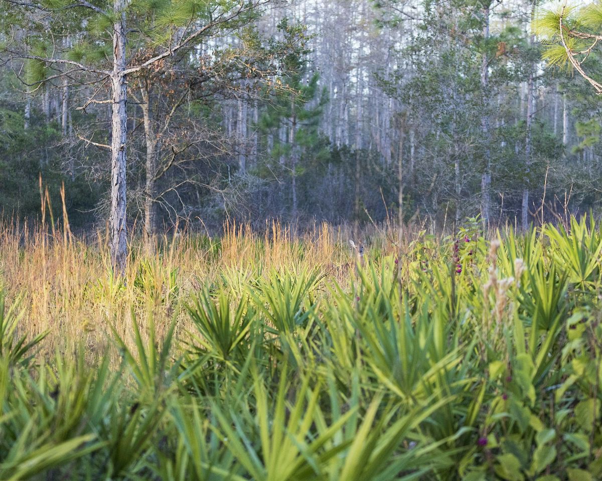 Ranger Guided Hike, 20 December | Event in Lakeland | AllEvents