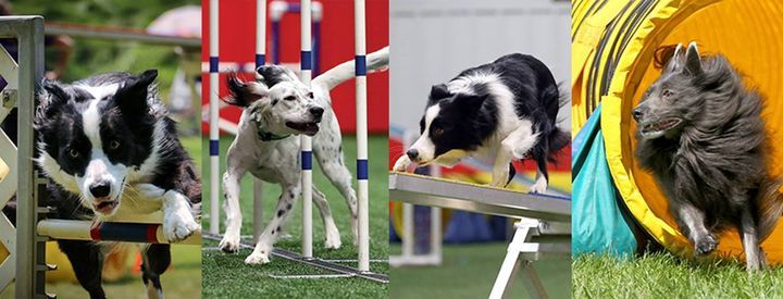 USDAA & UKI Agility Trial, Ann Arbor Dog Training Club - AADTC