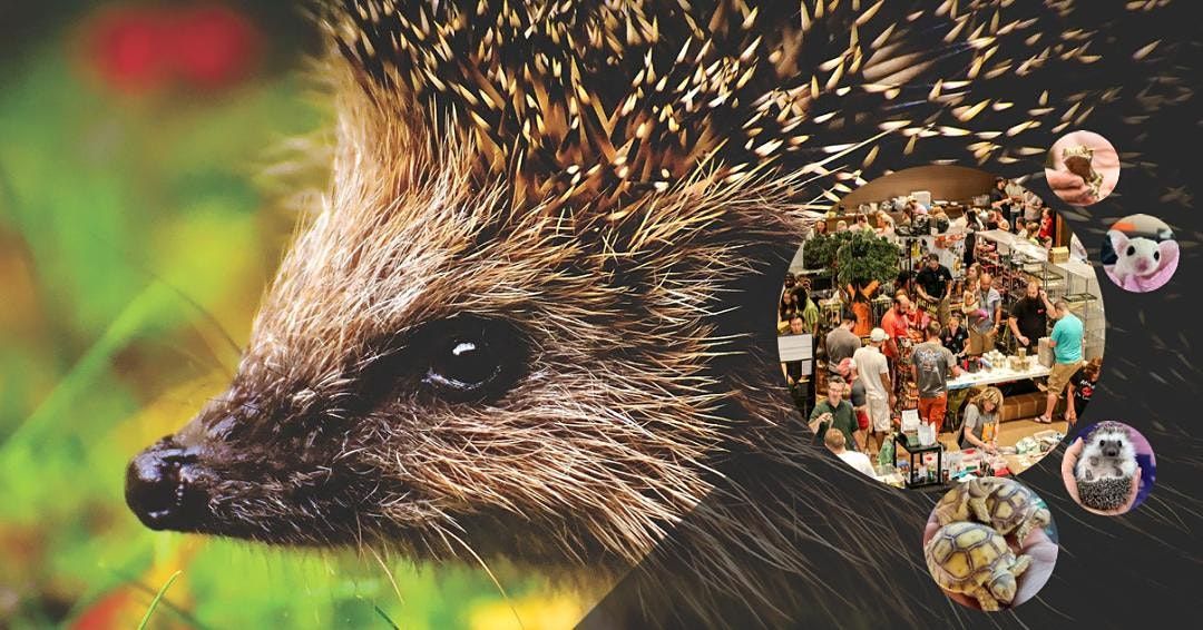 Cat Show Fun in Victorville - Summer’s Fabulous Cat Life Cat shows near me