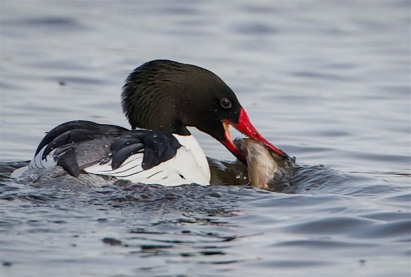 Het Vroege Voorjaar in de Castricumse Duinen, 13 March | Event in Castricum | AllEvents