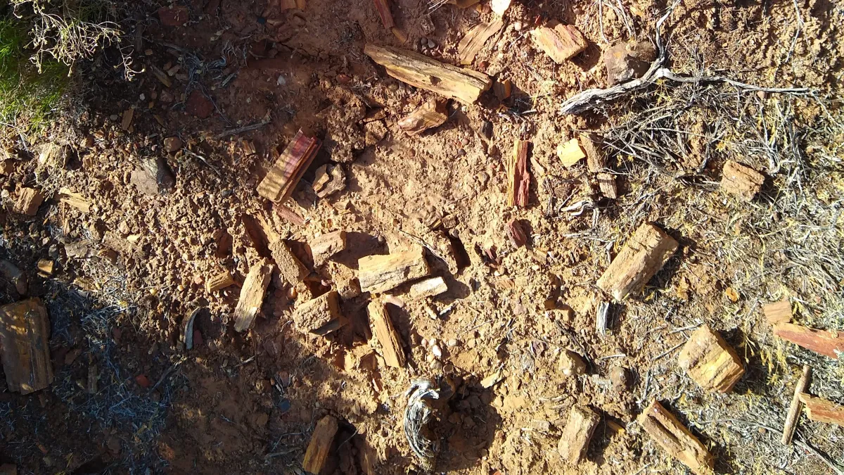 Black Friday Utah Fossil Hunt! | Event in North Las Vegas | AllEvents