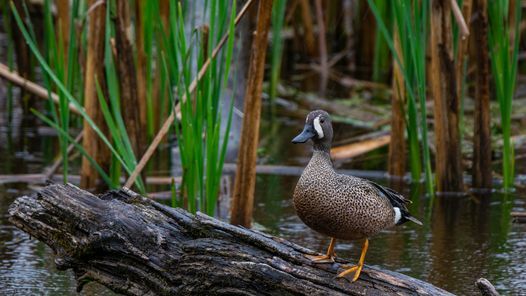 Jamestown Regional Celtic Festival Gathering Of The Clans Lakeside Park Mayville Ny August 20 To August 21 Allevents In Celtic Festival Mayville Ny 2022