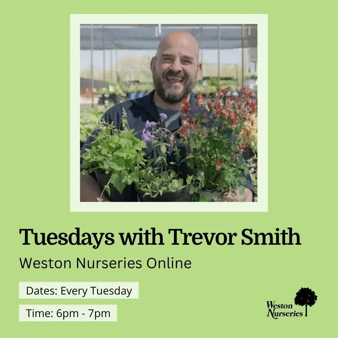 Weston Smith, 26 June | Event in Phoenix | AllEvents