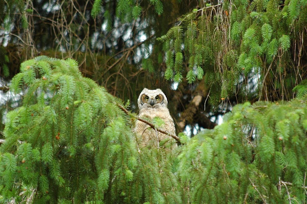 Normandy Park Owl Prowl At Marine View Park Marine View Park Normandy Rimg W1200 H798 Dc2e3116 Gmir 