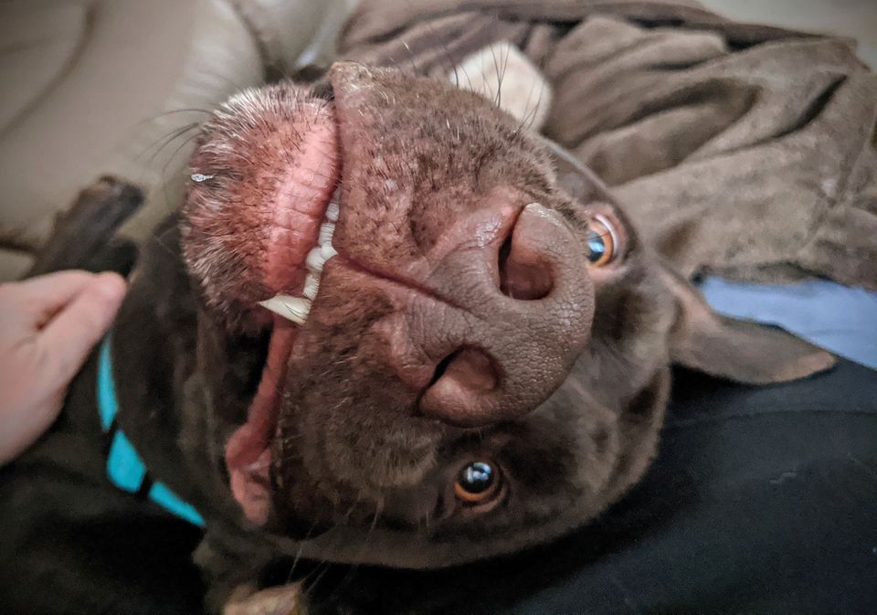 Monthly Meet and Greet/PSP N. Canton, Pet Supplies Plus North Canton