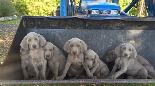 shade of grey weimaraners