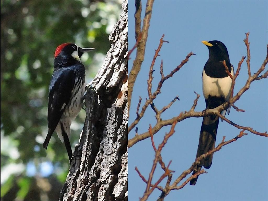 Christmas Bird Count Review and Prep, 9 December | Event in Stockton | AllEvents