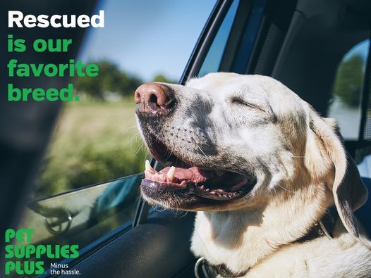 Kong Adoption Event Pet Supplies Plus Valley Stream Ny August 29 2021 Allevents In Super Dog Adoption Day 2022