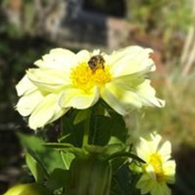 Университетски Ботанически Градини~University Botanic Gardens