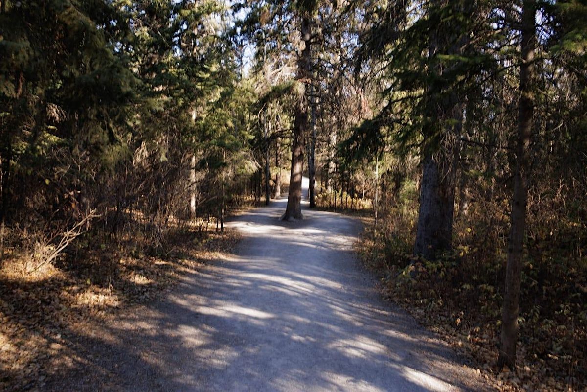 Forest Bathing Walk (ANFT Certified)