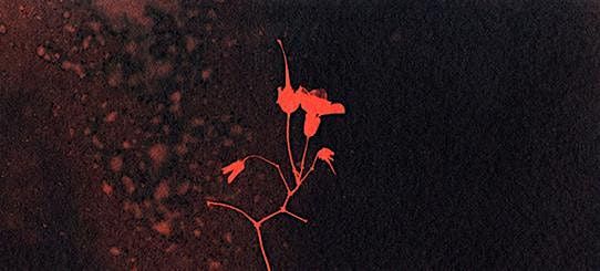 Wet Cyanotype, 18 February | Event in Edinburgh | AllEvents