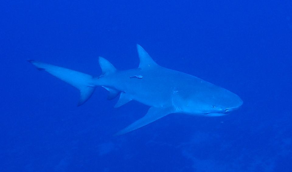 Shark Diving Jupiter, Florida, Jupiter, Fla., February 2 to February