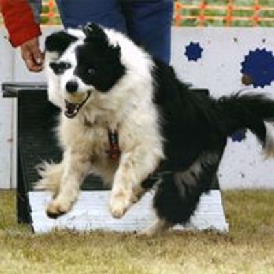 Notts Supadogs Flyball Club