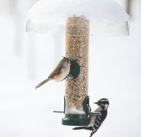 The Curious History of Bird Feeding, Wild Birds Unlimited, Brighton