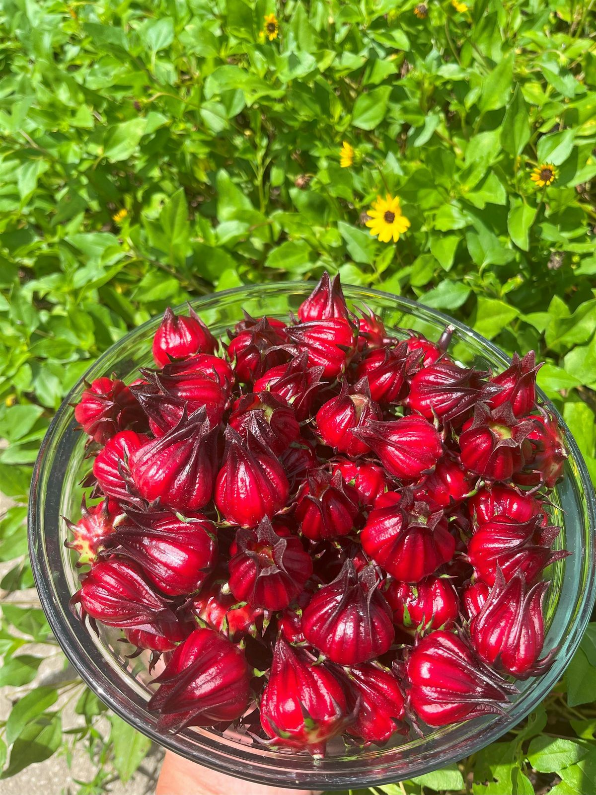 Festive Florida Cranberry Sauce & Roselle Growing Workshop, 13 December | Event in Orlando | AllEvents