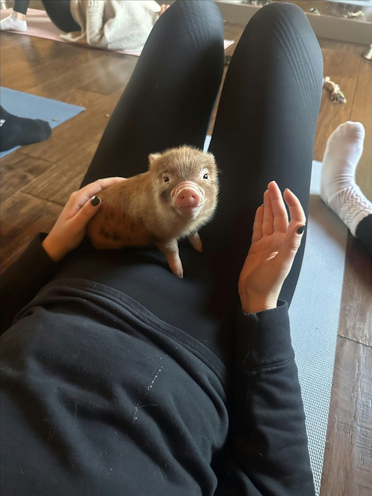 Mini Pig Yoga!