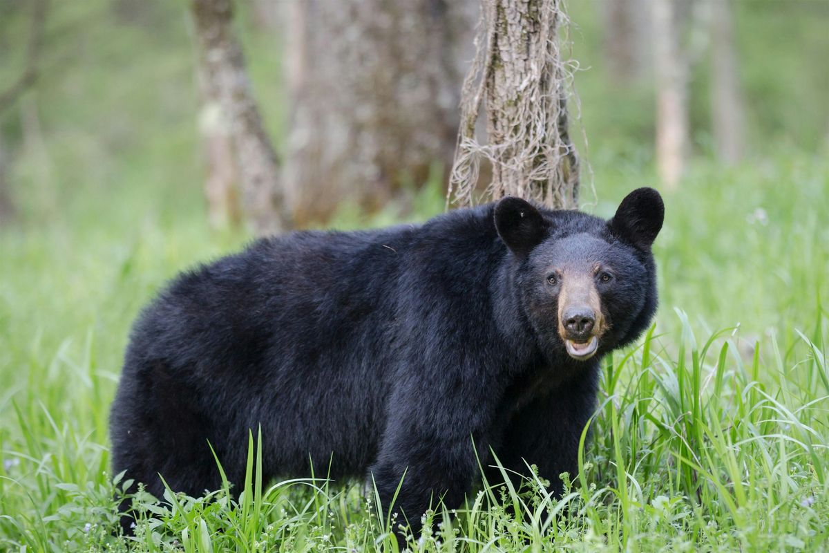 Bear Encounters & Hiking Workshop, 28 March | Event in Paramus | AllEvents
