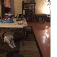 Attendee